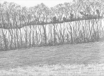 BeadBonny ash. Drawn by Gordon Aitcheson http://gordonaitcheson.blogspot.ca/2010/03/ash-trees-in-winter.html